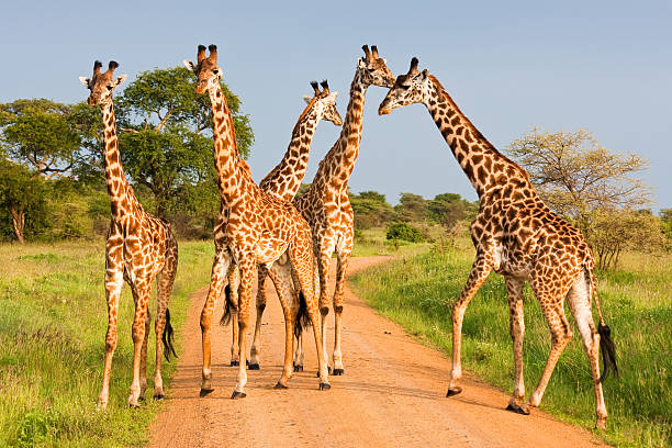 10 Fun Facts About Giraffes That Will Blow Your Mind!